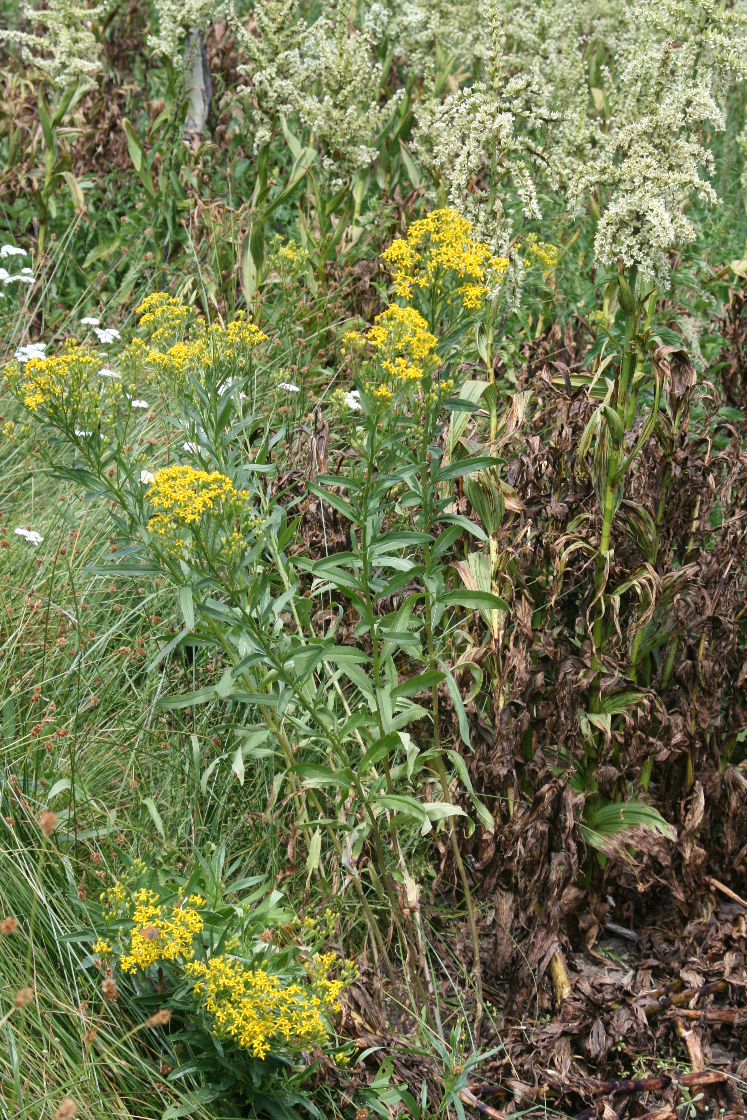 tall ragwort (Senecio serra)